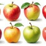 Catalogue des différentes variétés de pommes — Wikipédia